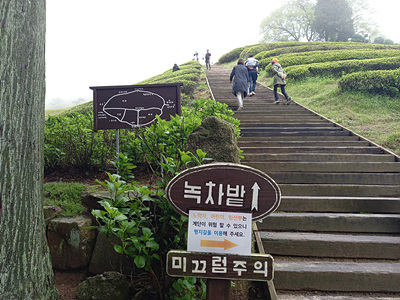 녹차밭 계단 사진