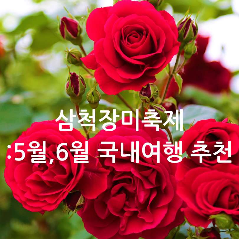 삼척장미축제 2025 : 5월6월 국내여행지