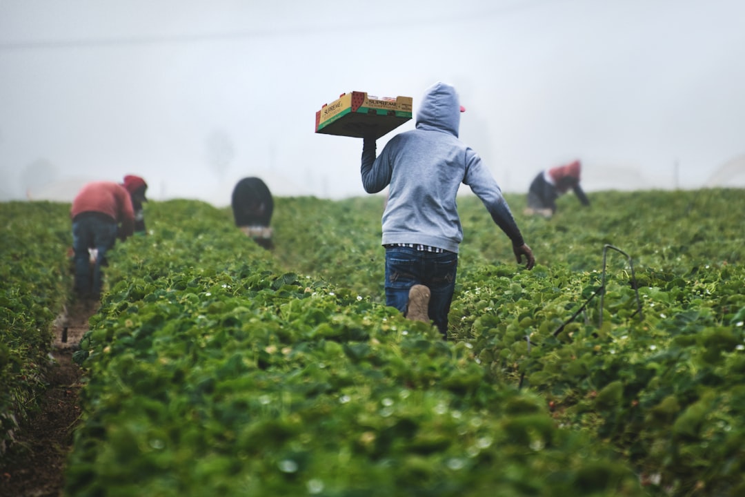 Harvesting