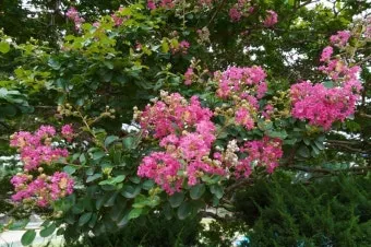 8월에 피는 꽃 이름 종류별 특징 정리 보기_8