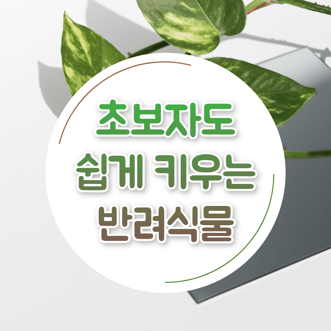 초보자도 키우기 쉬운 반려식물 플랜테리어