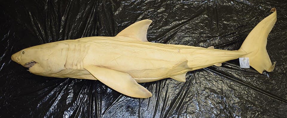 희귀 심해생물 알비노 상어