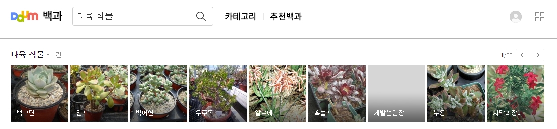 백모단과 연자 다육식물 사진과 이름