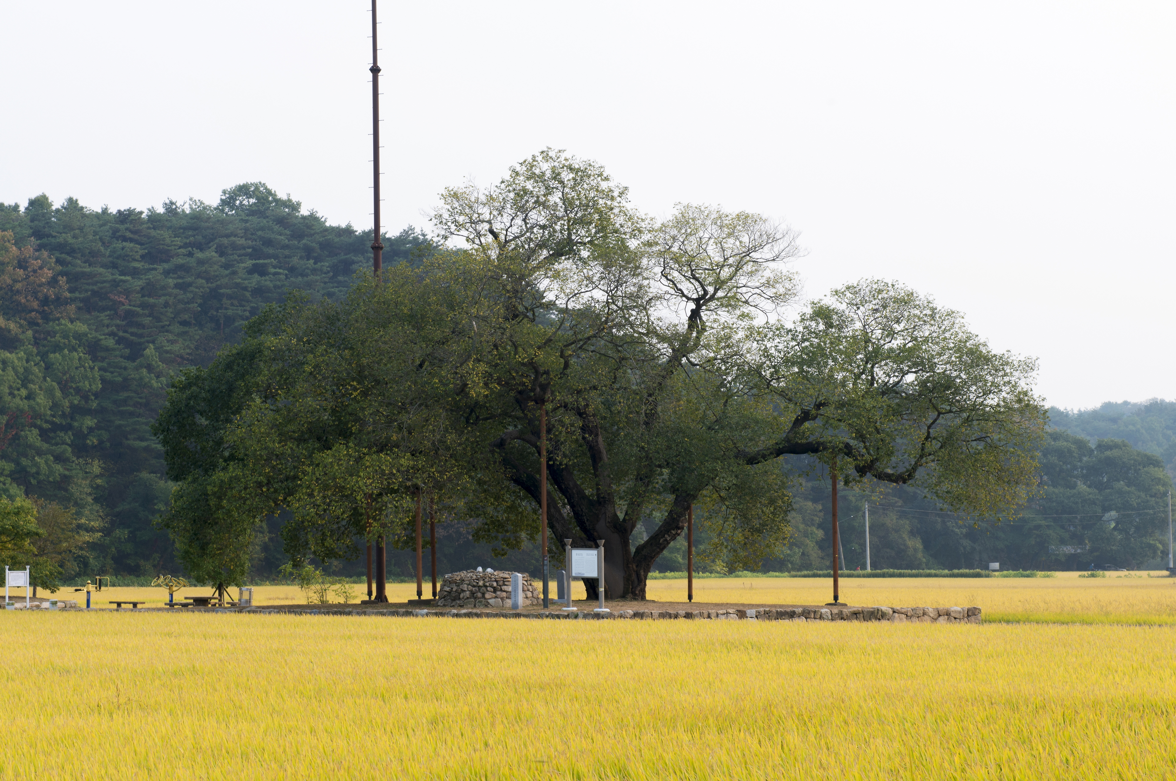 드라마 이상한 변호사 우영우 촬영지 - 팽나무 천연기념물