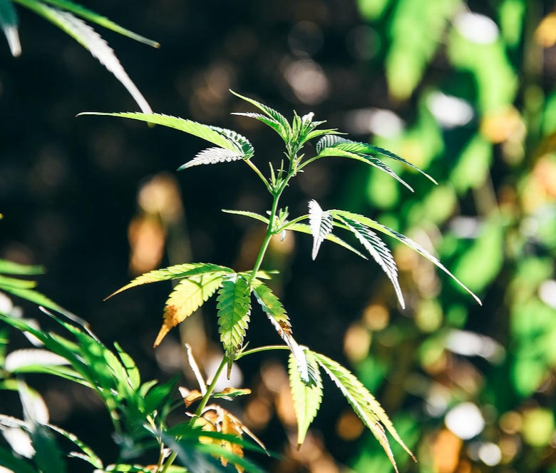 하이퍼셀 대마종자유 효능