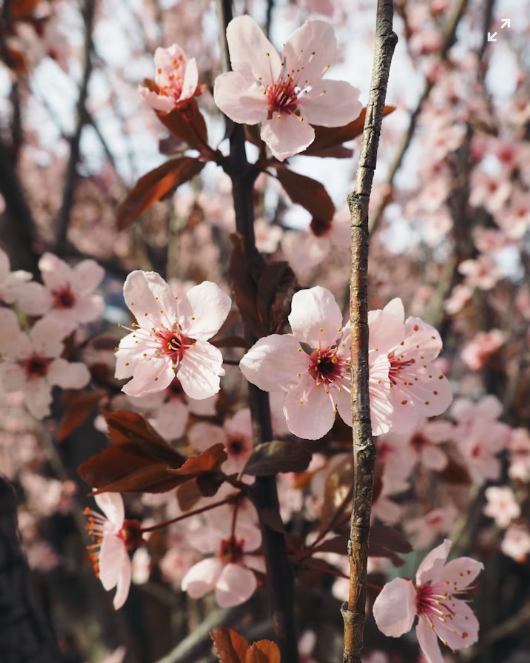 2026 벚꽃 개화시기 및 일정