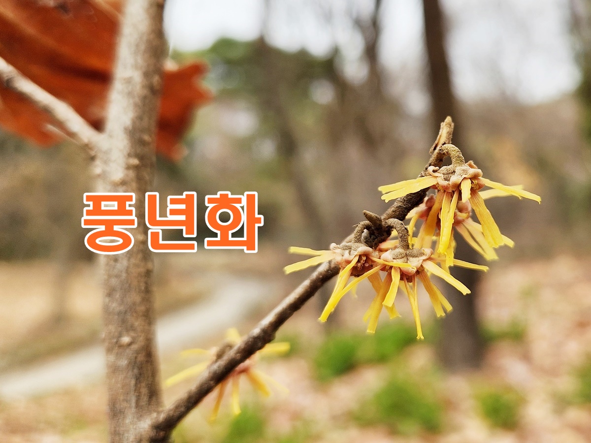 풍년화