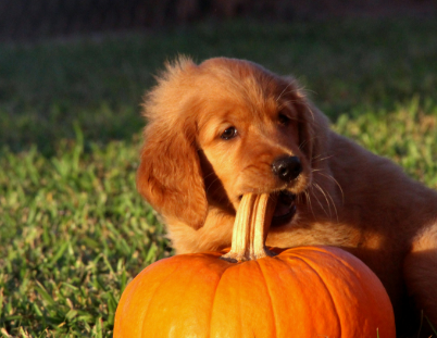 강아지 단호박 급여 방법. 약일까 독일까?