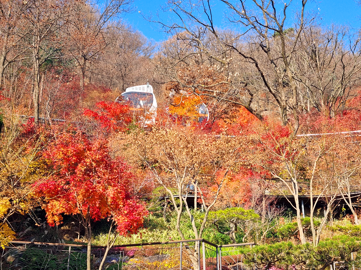 2024 경기도 광주 곤지암 화담숲 예약: 단풍 시기, 모노레일 장단점, 이용 팁