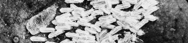 절지동물문 곤충강 노린재목 깍지벌레상과