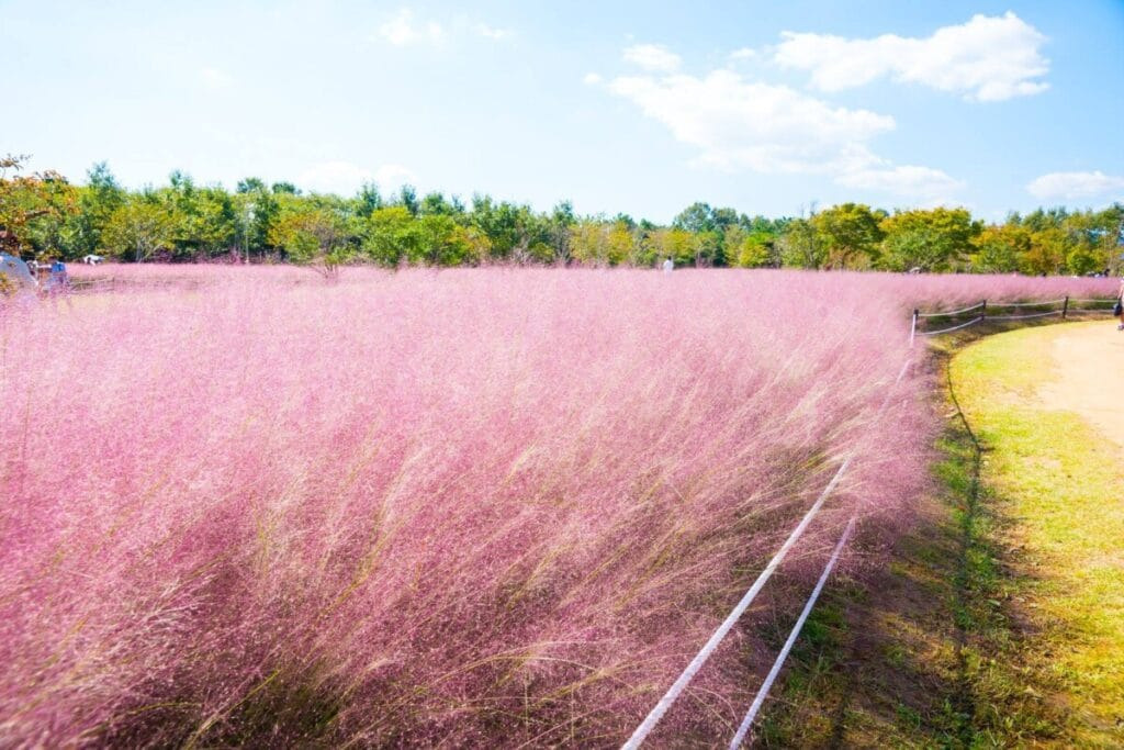 경상도 핑크뮬리 여행지, 가을 인생사진 명소 Best4