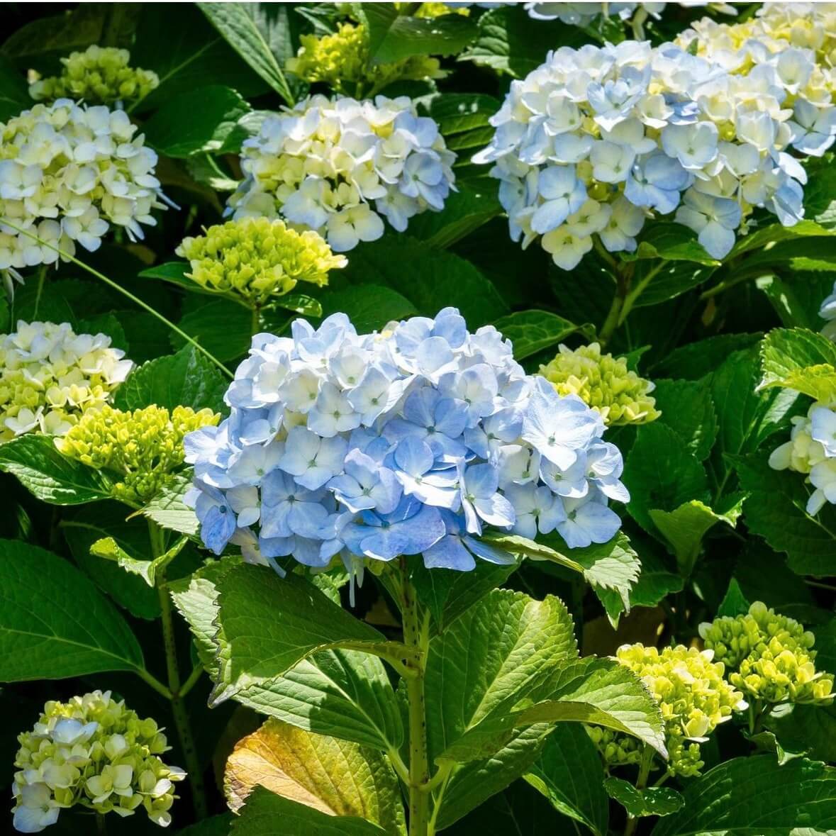 거제 저구항 수국축제