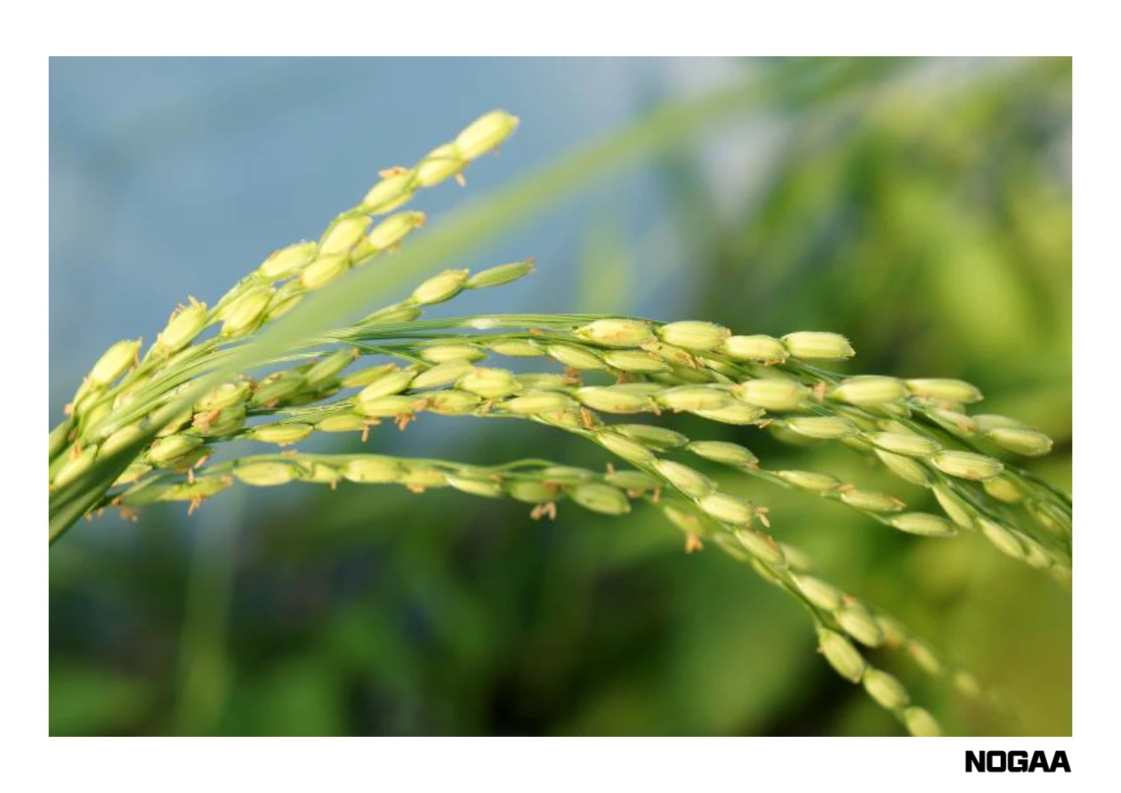 농식품바우처 카드