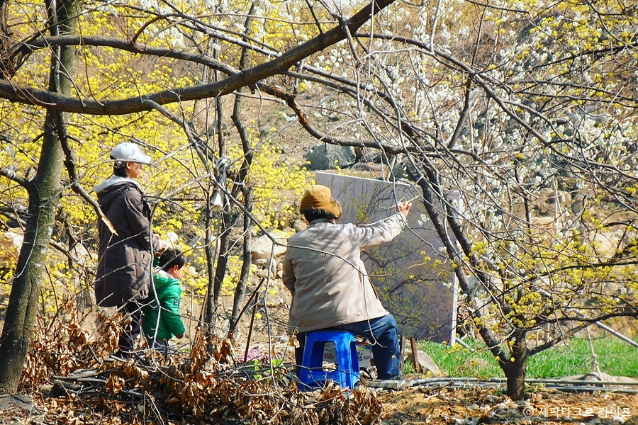 판폭의그림같은봄풍경