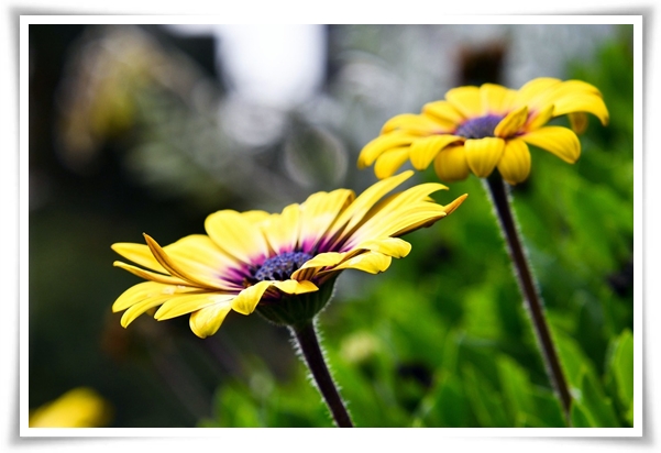 &quot;마가렛&quot; 상큼함으로 일상을 물들이는 꽃, 키우기부터 활용까지 완벽 가이드!