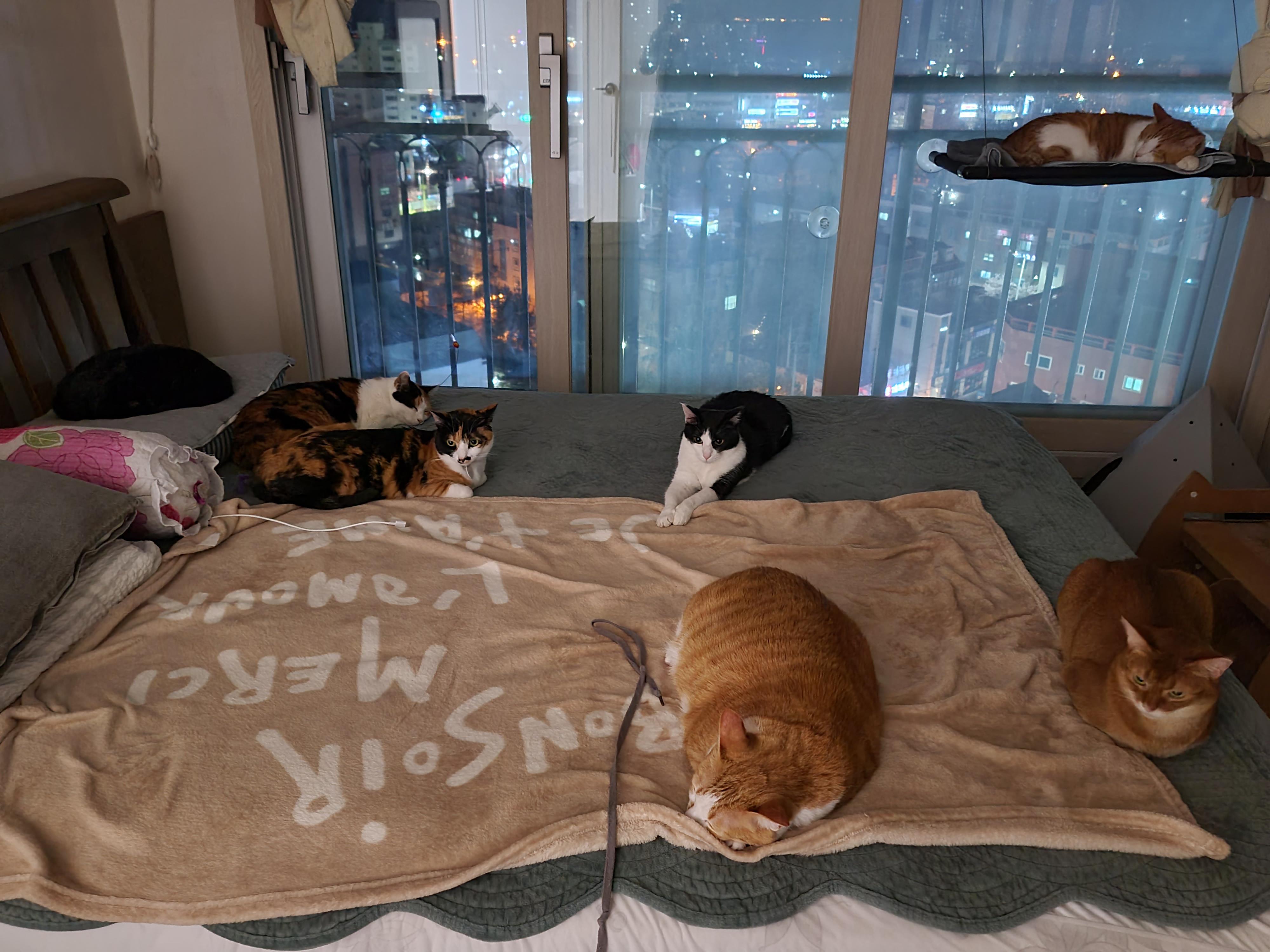 아홉마리 고양이를 한컷에 담기는 너무 어렵다. 아홉마리 고양이들 성격.