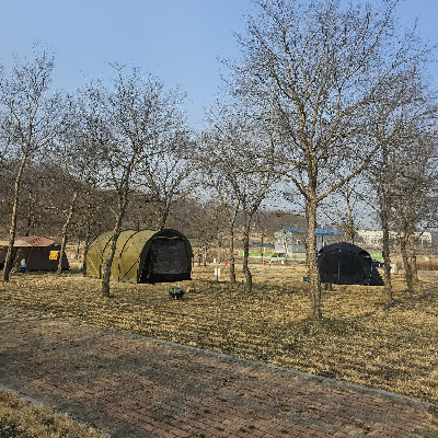 목계솔밭_노지