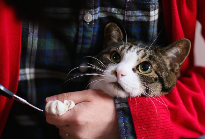 주인에게 손톱을 베인 고양이.