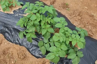 감자 수확시기 지역별 차이와 재배 팁_4