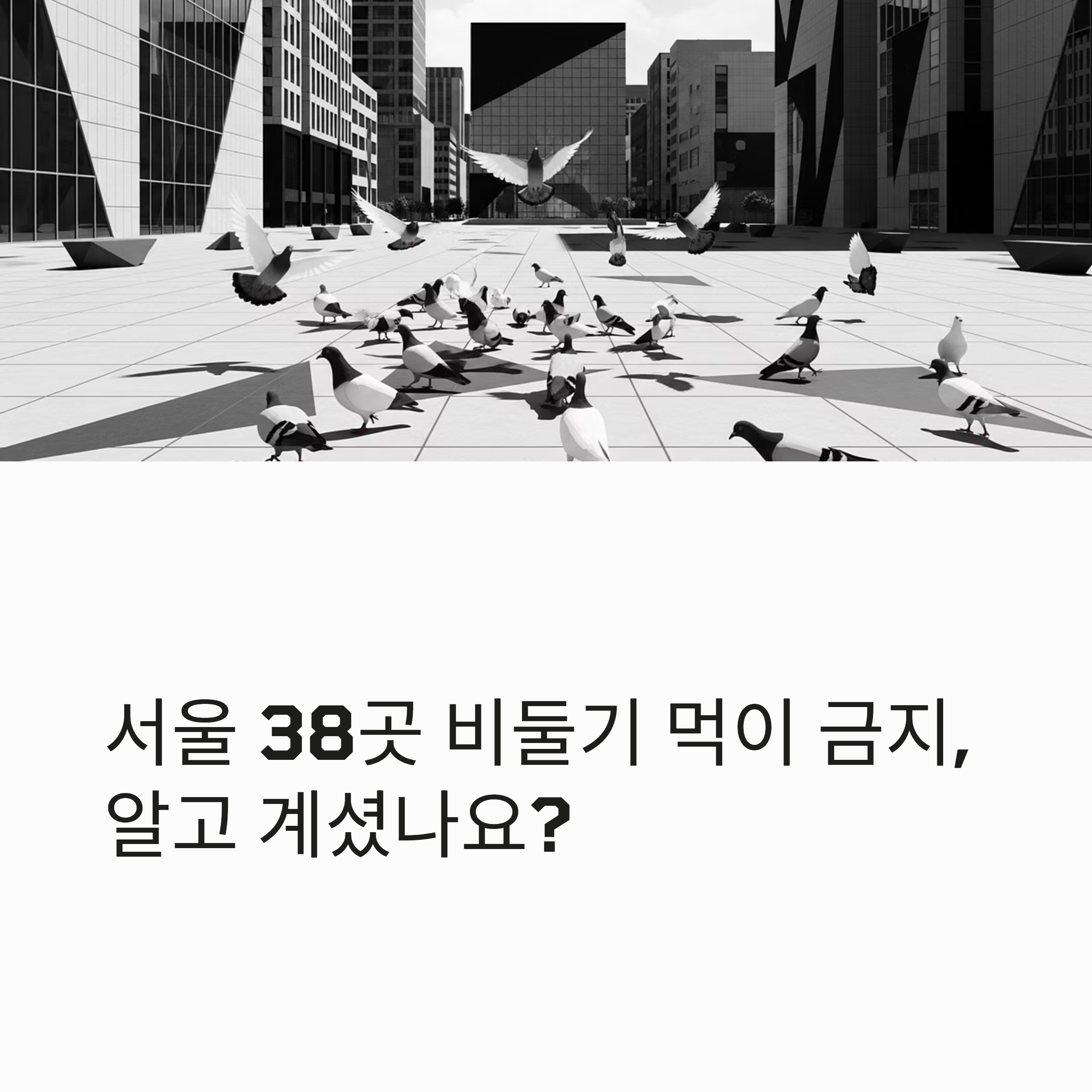 서울 38곳 비둘기 먹이 금지, 알고 계셨나요?