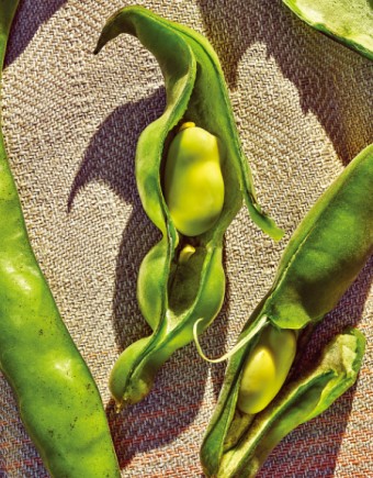 파바빈 효능 자이언트 파마빈 먹는방법 총정리