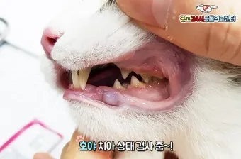"고양이