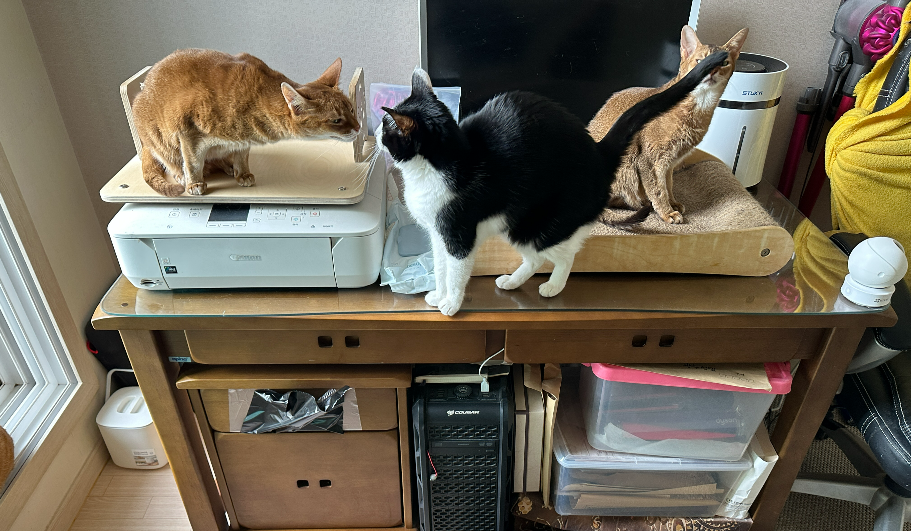 안전방충망에 머리 꼭 대고 창밖 구경하고 있어서 귀가 접힌 고양이들