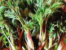 눈개승마 재배법