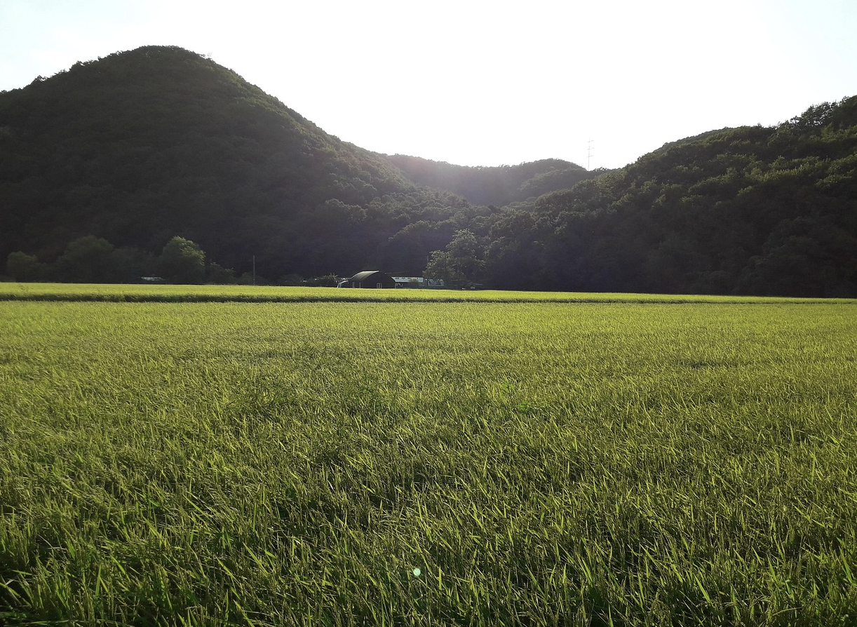 고려 시대 토지 제도와 부의 집중