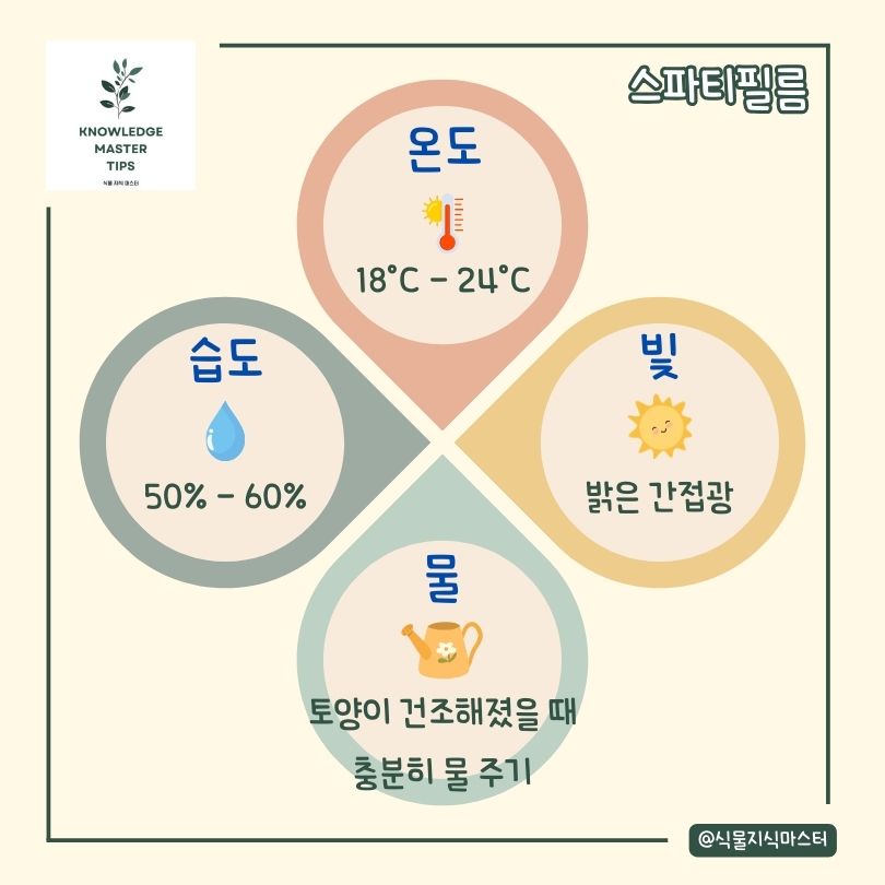 '스파티필름 키우기' 기본 관리 방법