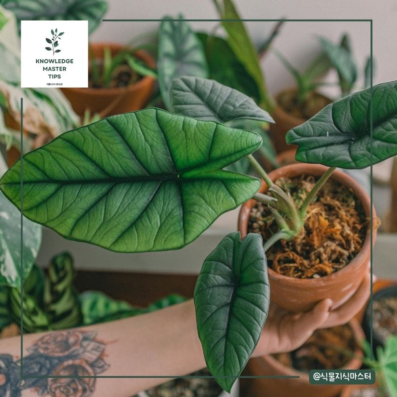 알로카시아 분갈이