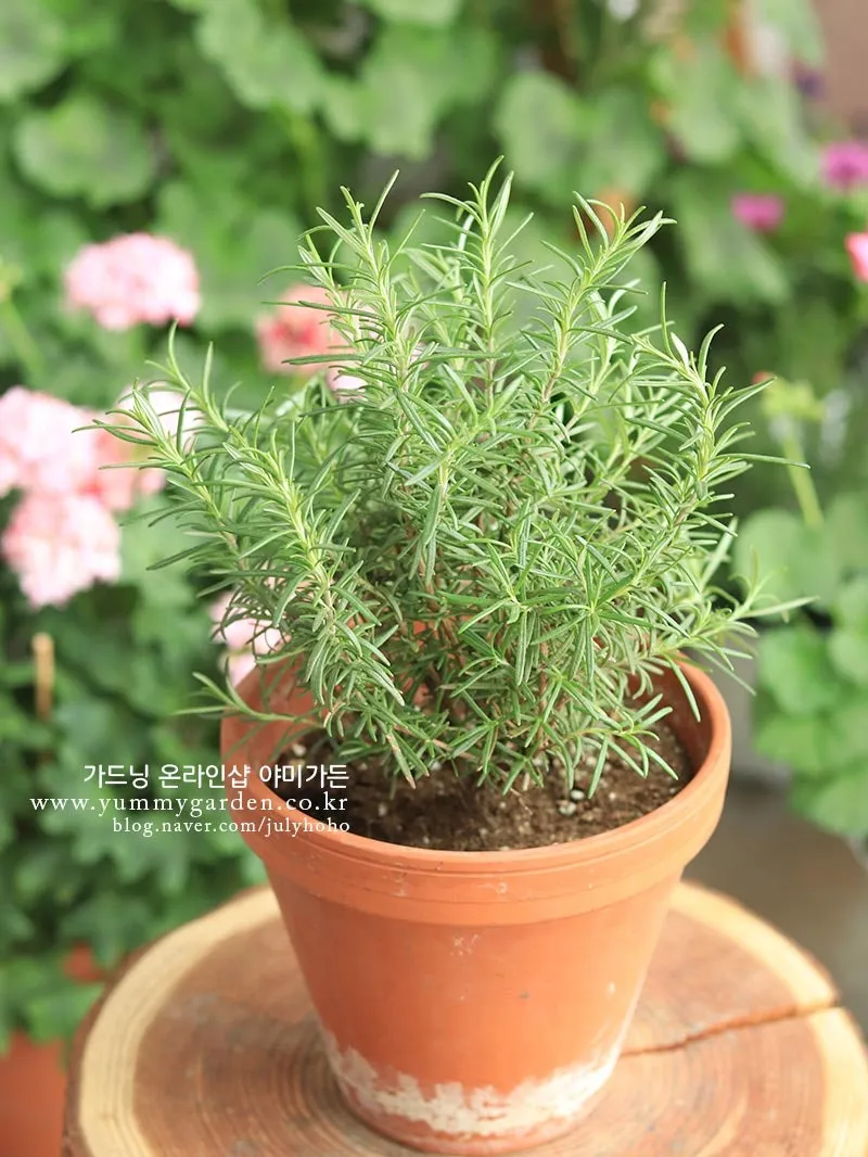 로즈마리 물주기 가지치기 환기관리 햇빛배치 주방 허브로 인기_1