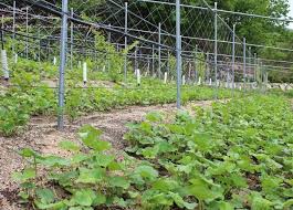 청춘양구 곰취 축제 그린페스타 기본일정과 공연 및 특징 소개 서지오 화자 나태주 케이시 코요태 경서 노브레인 출연