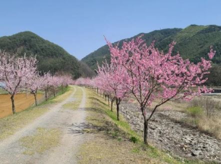 영월 벚꽃