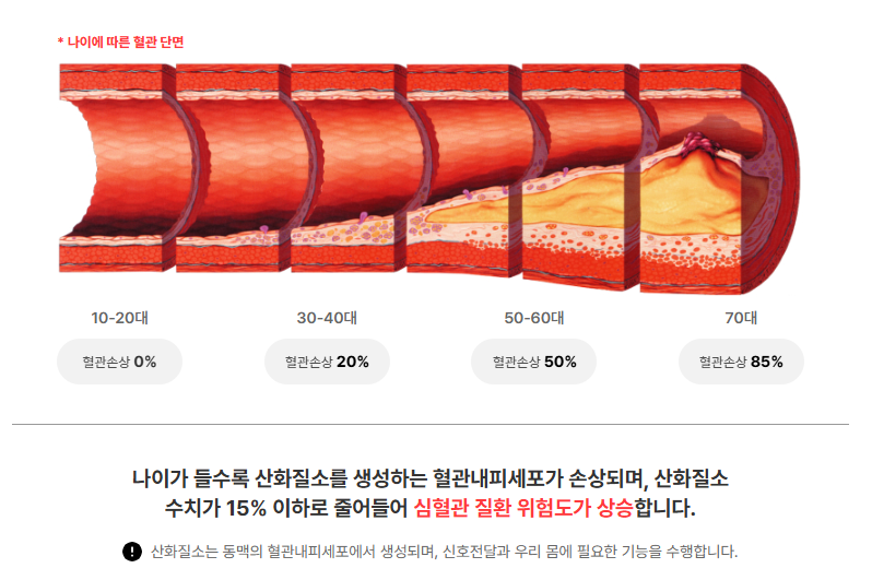 40대 이후 꼭 알아야 할 혈액순환의 핵심 원리(NO)