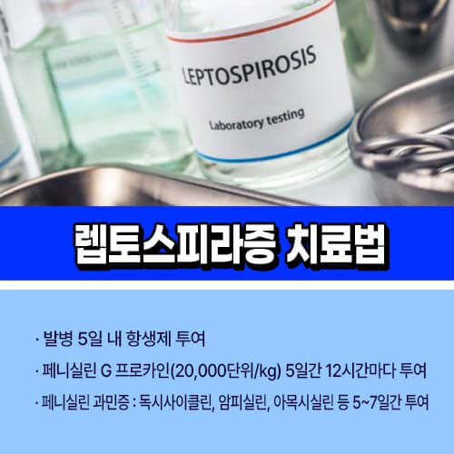 렙토스피라증 치료법