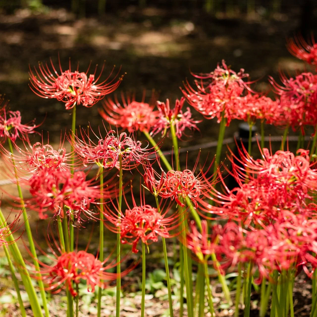 꽃무릇 (석산) Lycoris radiata (L&amp;#39;Her.) Herb. 1819