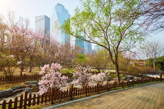 여의도 벚꽃 축제