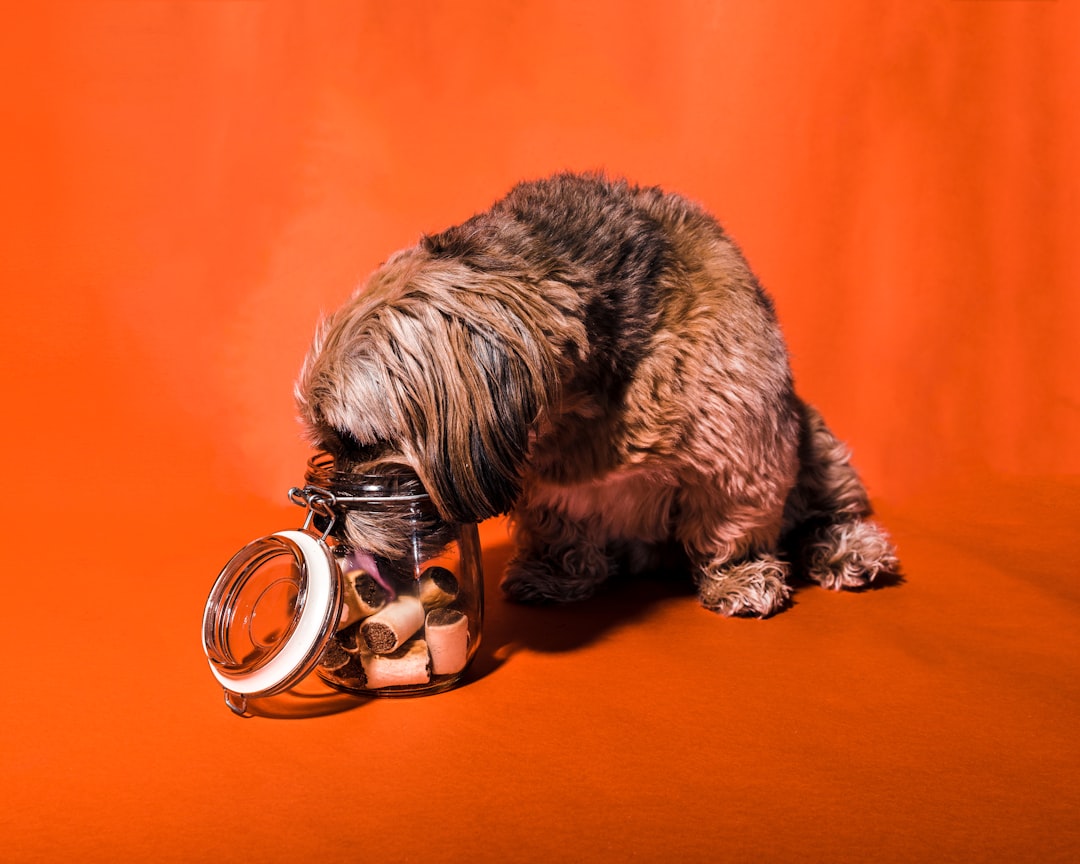 Dog treat.