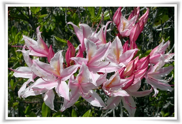 "철쭉" 봄을 수놓는 붉은 유혹, 당신이 몰랐던 화려한 비밀의 꽃!