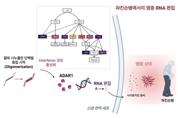 파킨슨 RNA 편집 그림