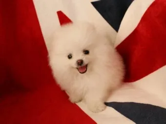 전 세계에서 가장 비싼 강아지 TOP20 몸값 높은 명품견 총정리 안내_24