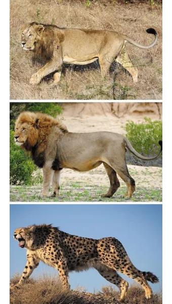 아시아사자 인도 동물 특징 성격_25