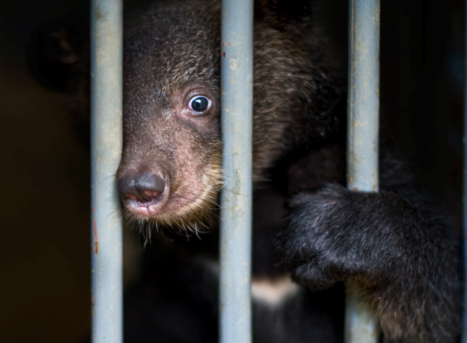 철장안 어린 곰
