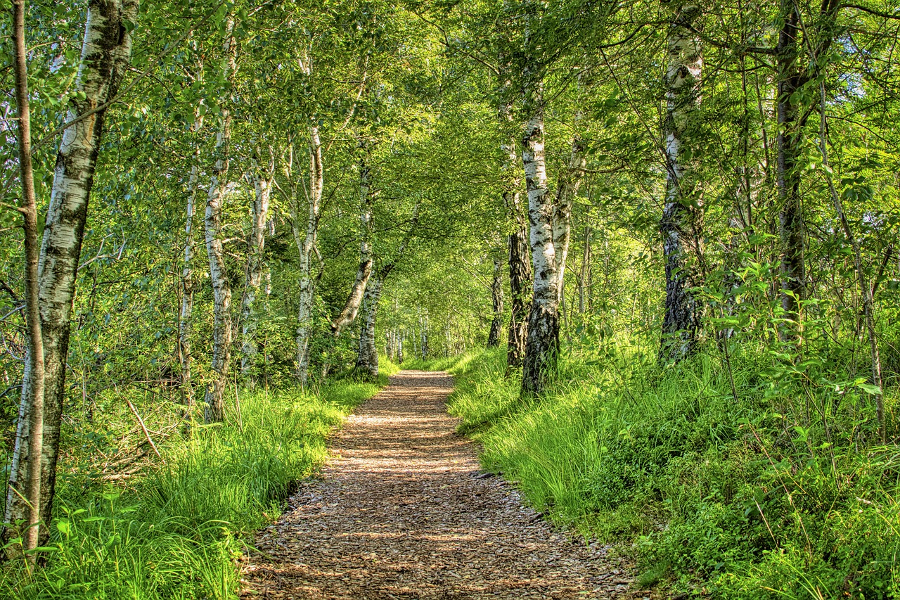 알레르기 비염의 주요 원인과 관리 방법