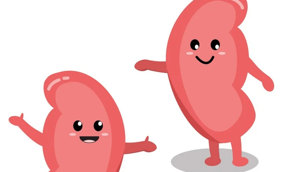 신장이 안 좋으면 나타나는 증상과 신장에 좋은 음식 - 1