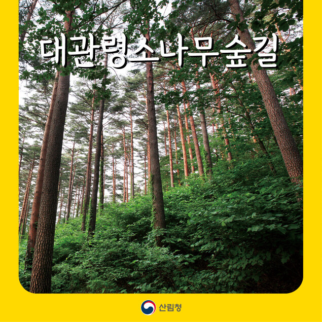강릉 최고의 힐링 코스, 대관령소나무숲길 트레킹 가이드