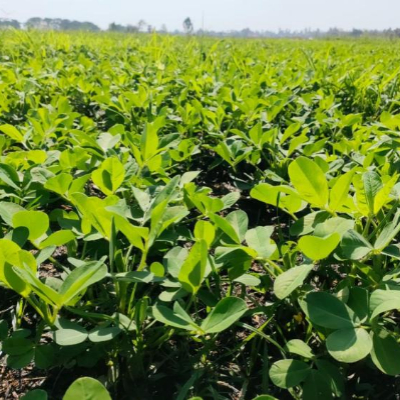 햇땅콩 피땅콩 삶는 법 보관 방법11