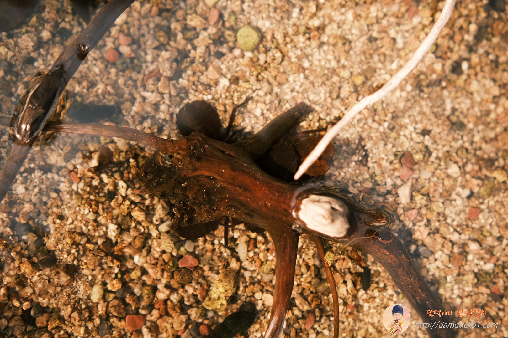 잠자리 유충 찾기