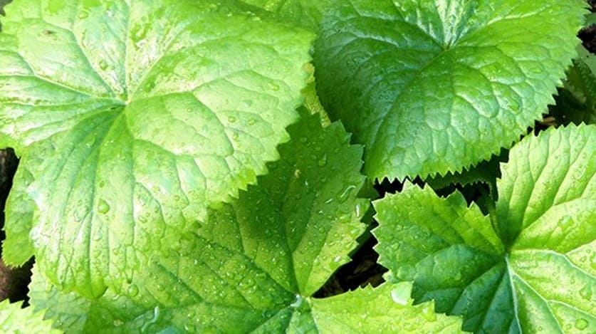 이슬 맺힌 곰취 잎